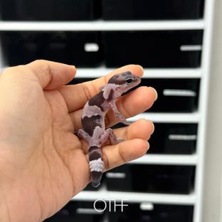 오레오 헷 아멜라니스틱 헷 카라멜 헷 고스트 헷 줄루
