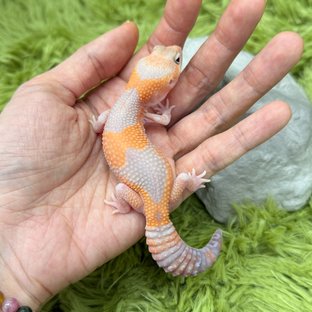 Amelanistic Het Oreo Het Patternless