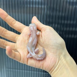 오레오 카라멜 줄루