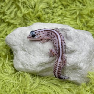 Oreo Patternless Het Amelanistic