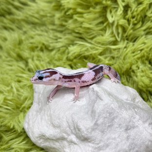 Oreo Het Ghost Het Patternless