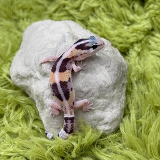 Normal Het Ghost Het Oreo