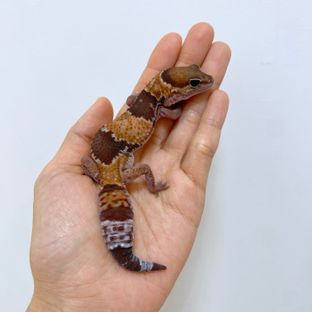 노멀 헷 아멜라니스틱 헷 줄루