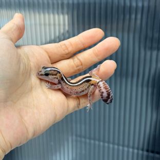 제로 헷 아멜라니스틱