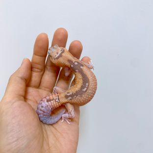 화이트아웃 카라멜 줄루
