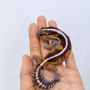 제로