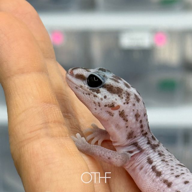 오레오 패턴리스