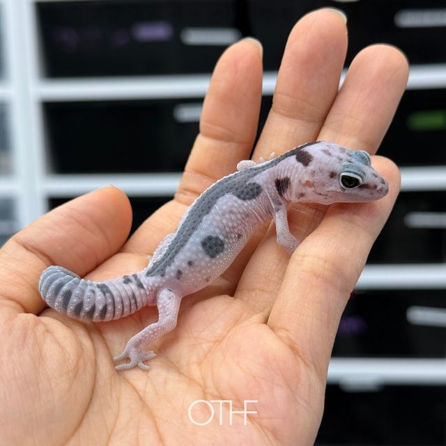 화이트아웃 오레오 줄루 헷 고스트