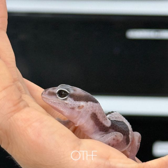오레오 헷 아멜라니스틱 헷 카라멜 헷 고스트 헷 줄루