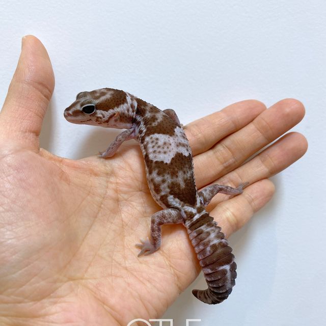 오레오 헷 패턴리스