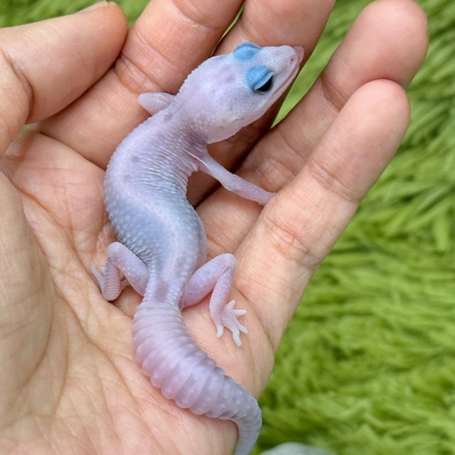 Ghost Oreo Patternless