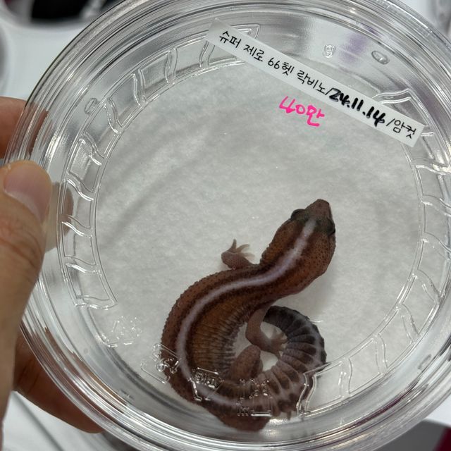슈퍼 제로