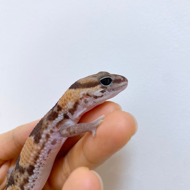 노멀