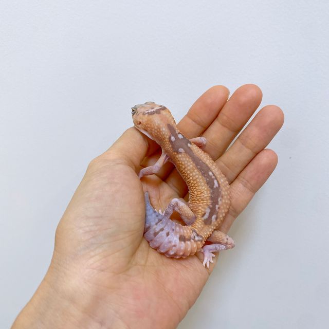 화이트아웃 카라멜 줄루