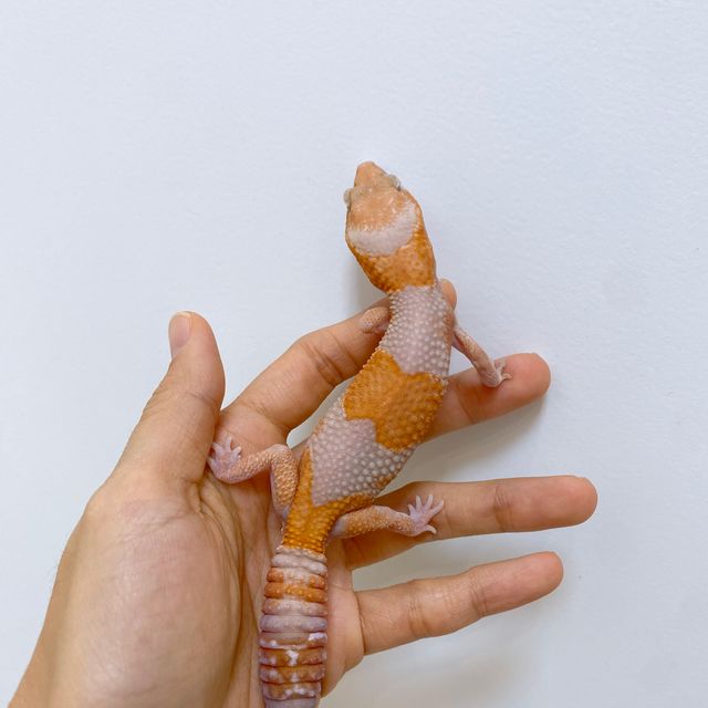 아멜라니스틱 헷 오레오