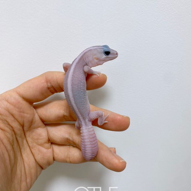 고스트 오레오 패턴리스