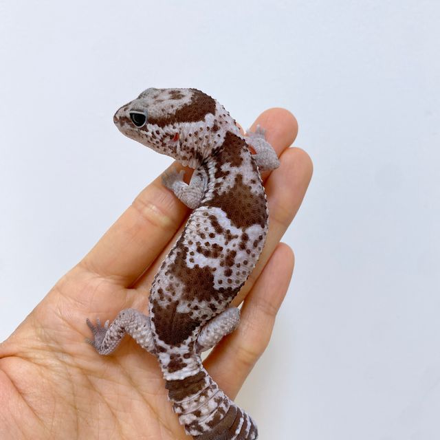 오레오 헷 아멜라니스틱