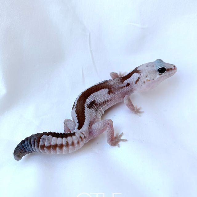 Zulu Oreo