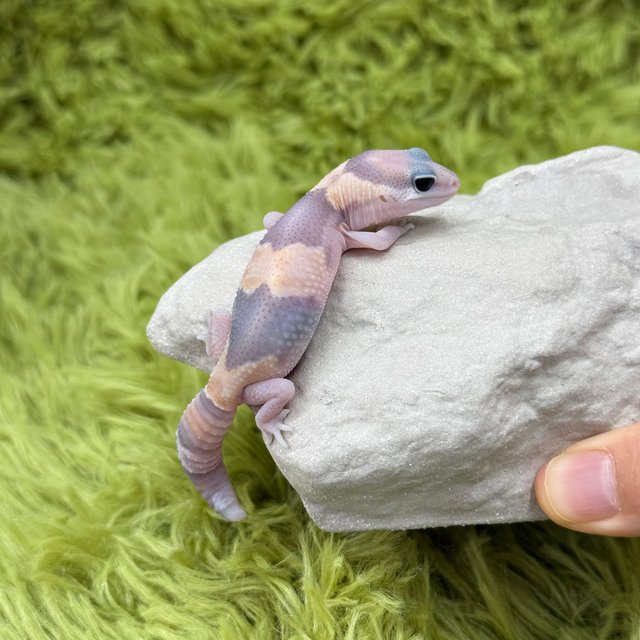 Ghost Het Patternless