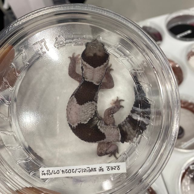 오레오 헷 패턴리스
