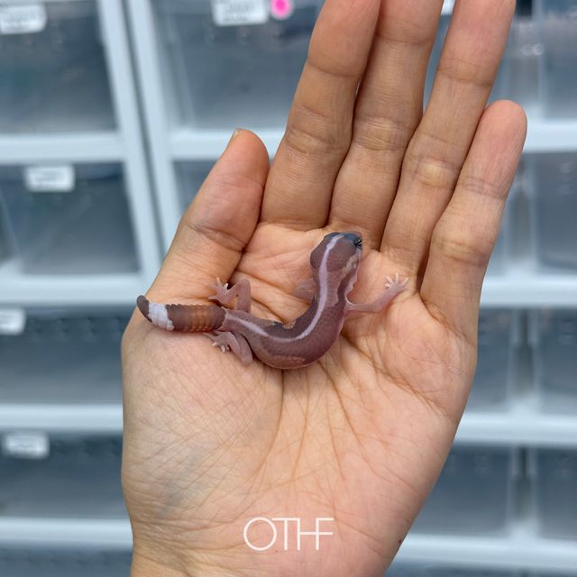 카라멜 제로