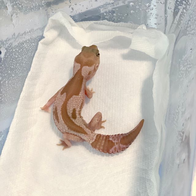 오레오 카라멜 줄루