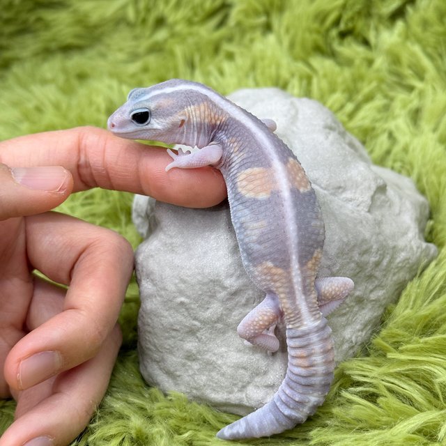 Ghost Zero Het Patternless