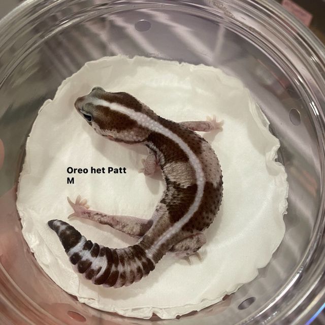 오레오 헷 패턴리스