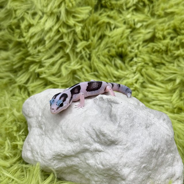 화이트아웃 오레오