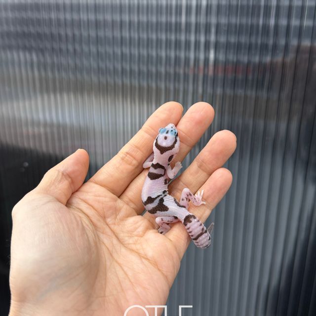 화이트아웃 오레오 헷 고스트 헷 아멜라니스틱 헷 패턴리스
