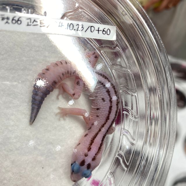 오레오 패턴리스