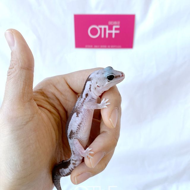 Zulu Oreo