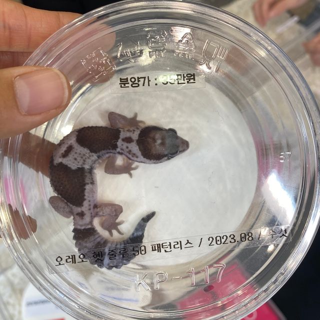 오레오 헷 줄루