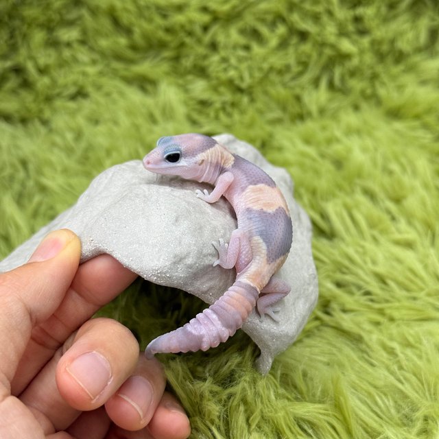 Ghost Het Patternless