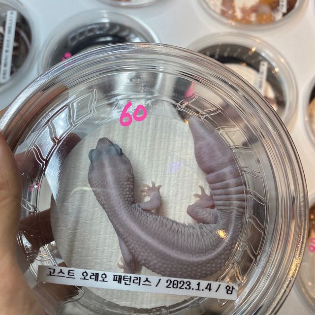 고스트 오레오 패턴리스