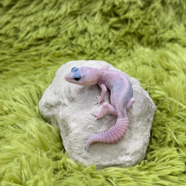 Ghost Oreo Patternless