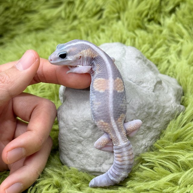 Ghost Zero Het Patternless