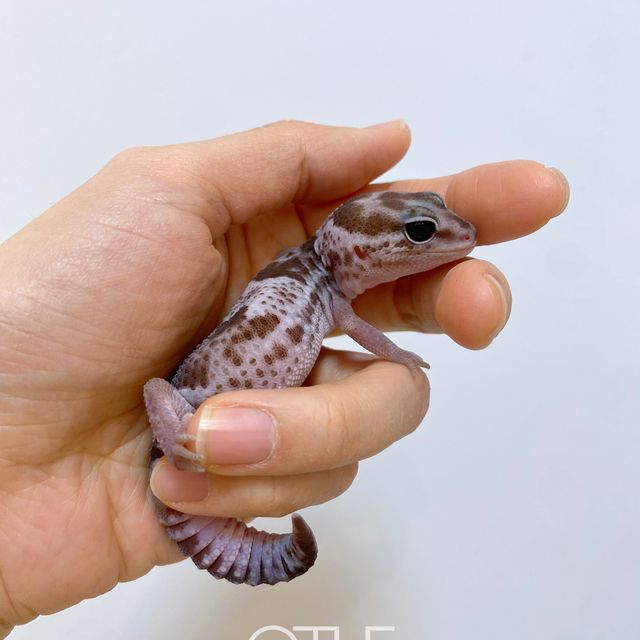 오레오 헷 패턴리스