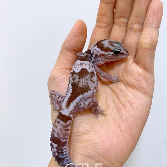 오레오 헷 패턴리스