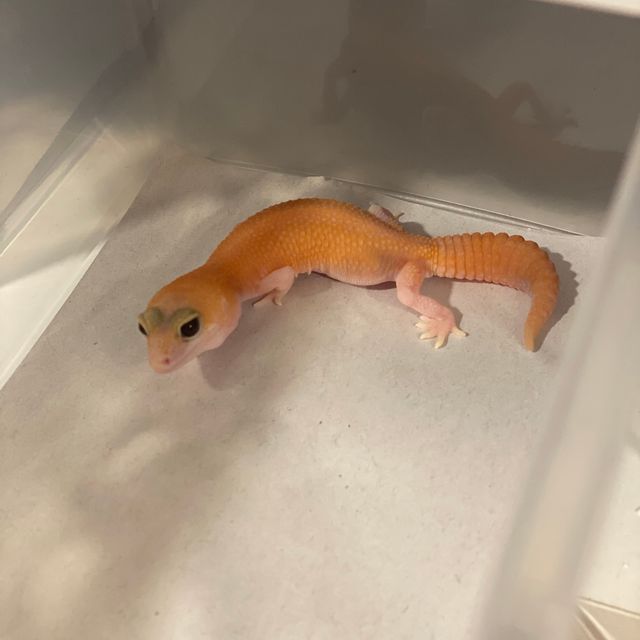 캐롯