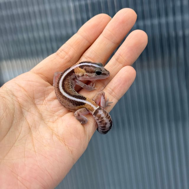제로 헷 아멜라니스틱