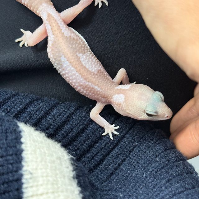 오레오 카라멜 줄루
