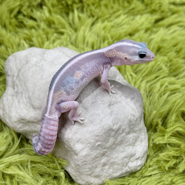 고스트 제로 헷 패턴리스