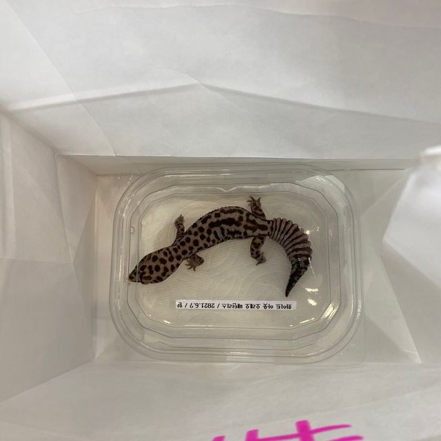 화이트아웃 오레오 패턴리스