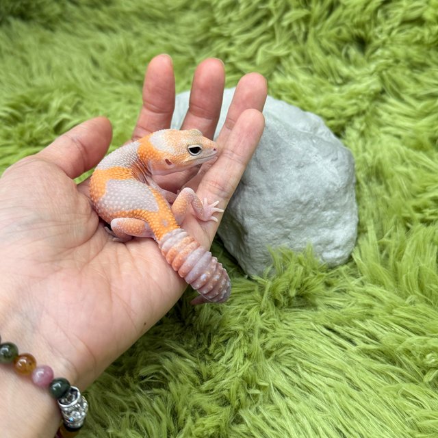 Het Oreo Het Patternless Amelanistic