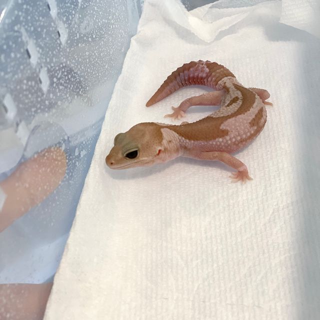 오레오 카라멜 줄루