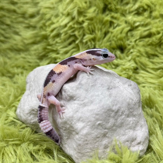 Normal Het Ghost Het Oreo