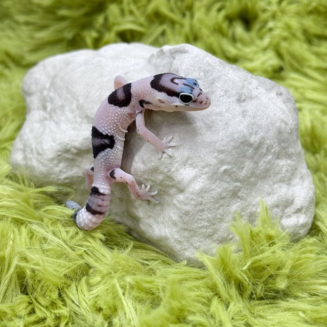 화이트아웃 오레오