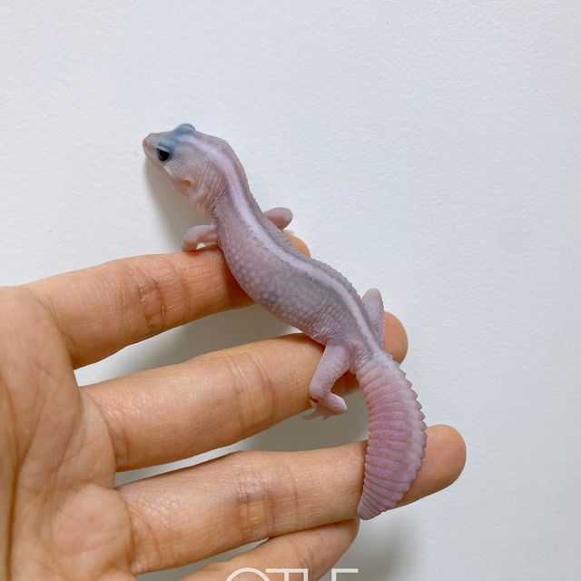 고스트 오레오 패턴리스