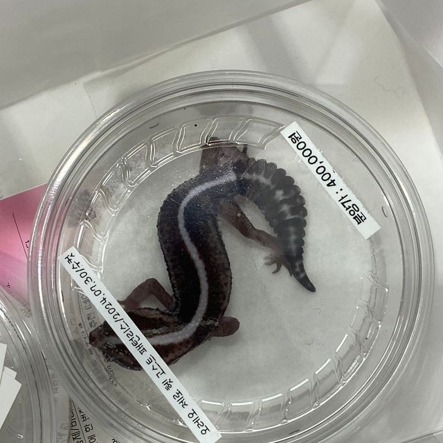 오레오 헷 고스트 제로 헷 패턴리스